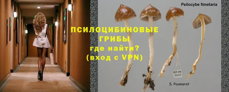 Галлюциногенные грибы Psilocybine cubensis  omg зеркало  Гатчина  купить наркотики цена 